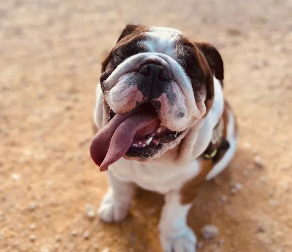 Guapetes Peluquería Canina - Villena