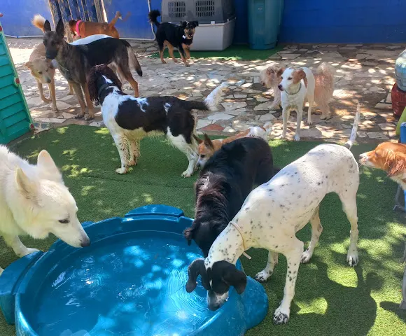Huellas y Manchas Guardería Canina, Hotel, Adiestramiento - Campello