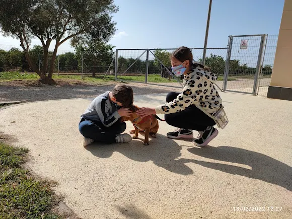 Protectora de Animales de Orihuela - Rafal