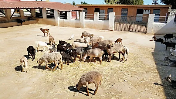 Granja Escuela La Loma - Elche
