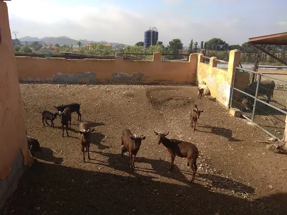 Amalur Madre Tierra - Alicante