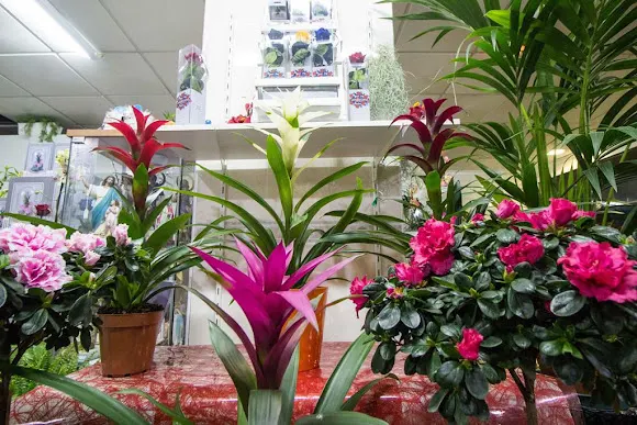 Floristería en Torrevieja - Martí - Torrevieja