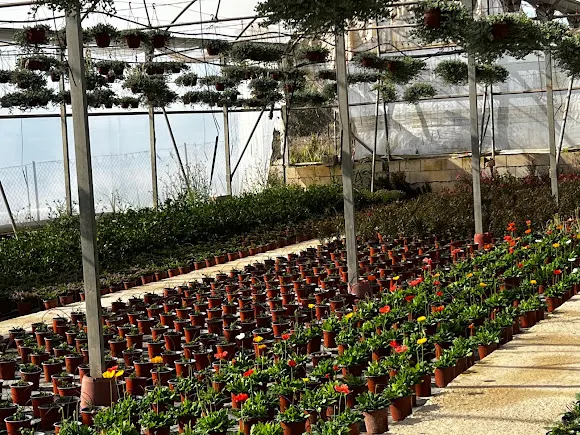 Viveros Agrocollado - Alicante