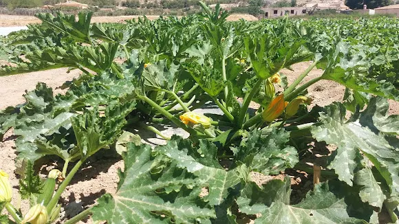 Finca Almacil - Elche