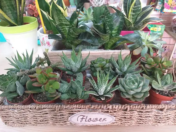 Floristería Verdflor