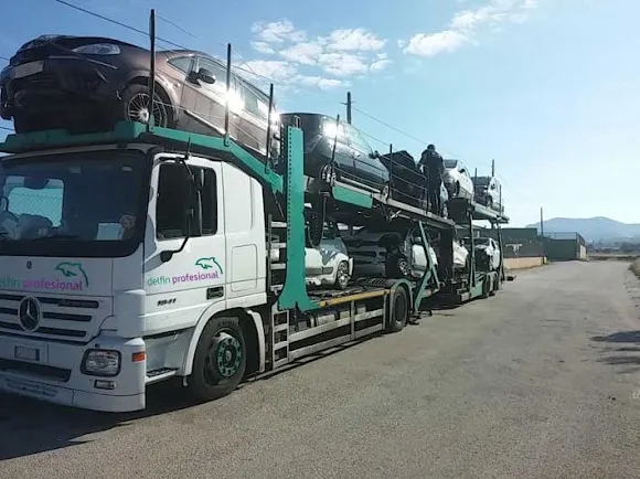Delfín Profesional - Villena