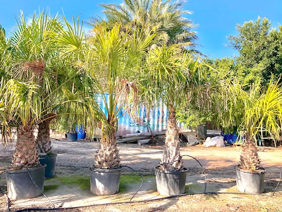 Vivero camp d' elx - Elche
