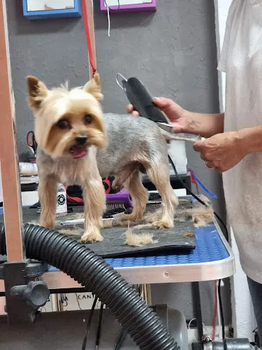 Scrappy Coco Peluquería Canina - Benidorm