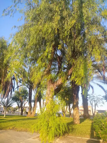 LAS PARRAS BENEJÚZAR - Benejuzar
