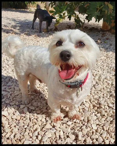 Amber Lodge Kennels & Cattery - Elche