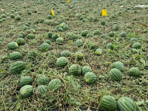 Agroserna SL - Granja de Rocamora