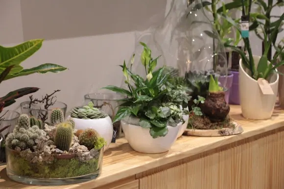 Flores y Plantas Gloria