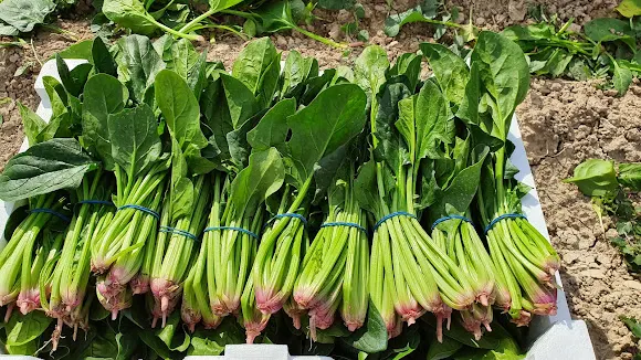 VEGAPACK - ZARAGOZA - Callosa de Segura