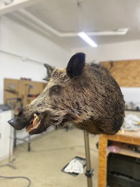 Taxidermy Gold - Taxidermia en Elda - Elda