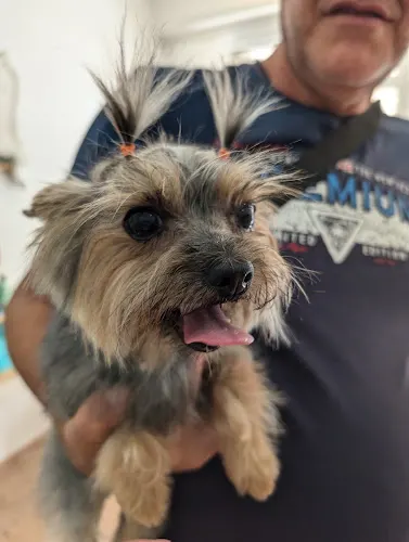 Le Petit Estilismo Canino