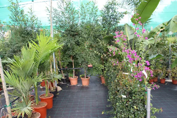 Garden Center Jardinería Alfaz - l'Alfas del Pi