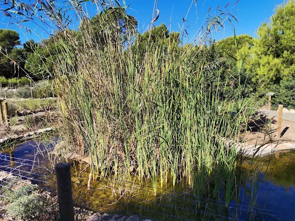 Jardín botánico - Torrevieja