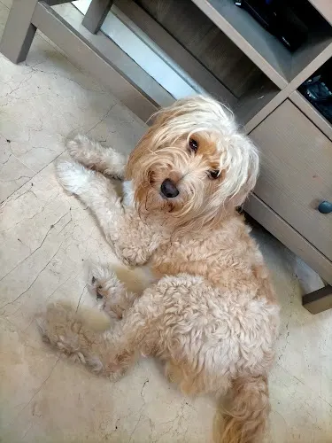 Clínica Veterinaria San Esteban