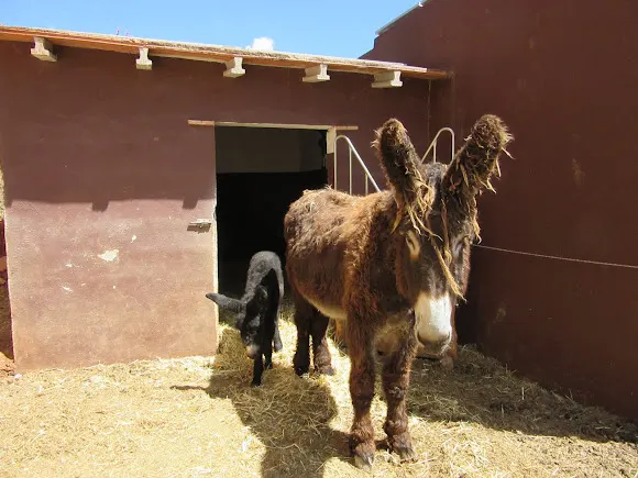 Fundación el Burro Patrimonio del Mundo de la Comunitat Valenciana - Xalo