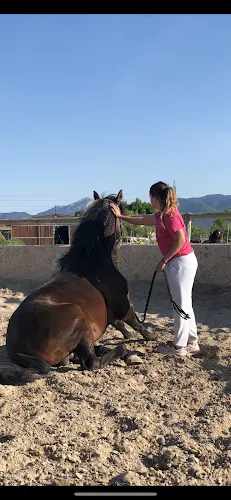 Vallsinsa Dressage - Castalla