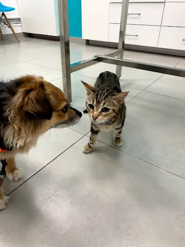 Centro Veterinario Lucentum - Alicante
