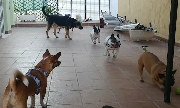 Canguro De Mascotas En Alicante