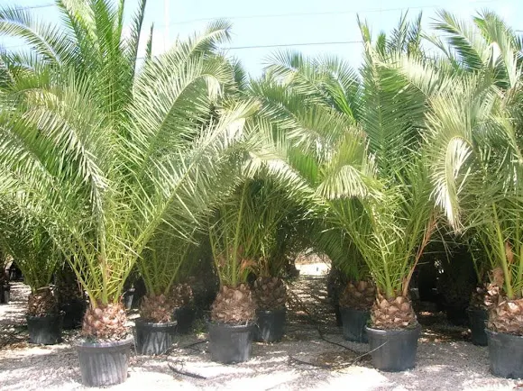 Viveros Botánica Levantina. Viveros de palmaceas y plantas mediterráneas.
