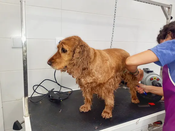 Clínica Veterinaria Castalla - Castalla