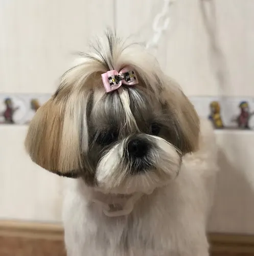 el salon canino - Elche