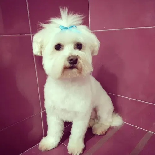 ConSentiDogs - Alicante