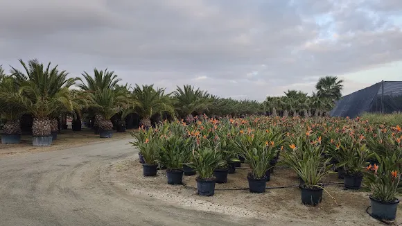 Plantas Mediterraneas - San Fulgencio