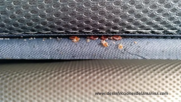 Desinfecciones de la Marina - Callosa dEn Sarria