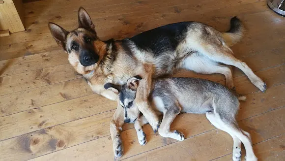 Centro Veterinario Gaia - Onil