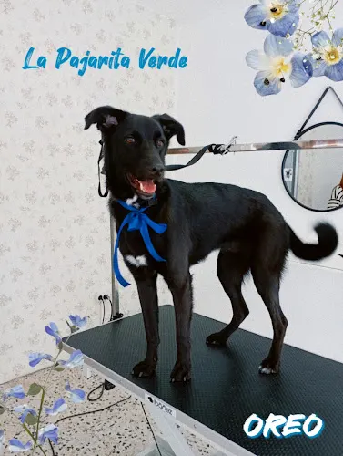 Peluquería Canina "La Pajarita Verde" - Alicante