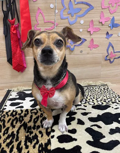 Puppystyle Peluqueria Canina - Elche