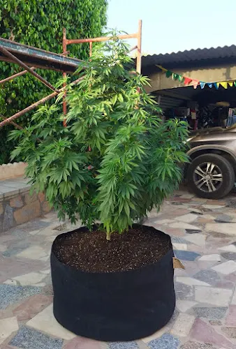 Mr Green Grow Shop