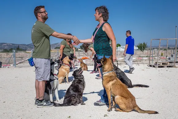 Adiestrador Canino Alicante-Wild Wild Dog - Villena
