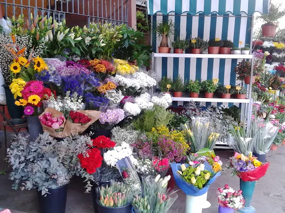 Floristeria Buccaro Alicante