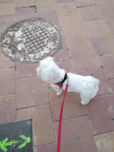 Yorkis - Ondara