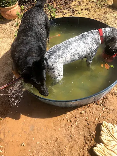 Asociación Corazon del Perro - San Miguel de Salinas