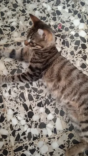 Clínica Veterinaria Carolinas - Alicante