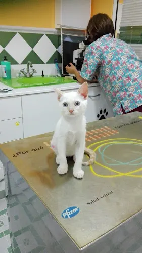 Clínica Veterinaria Felycan - Alicante