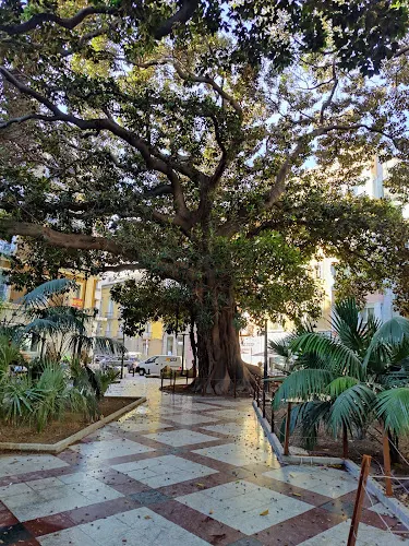 Higuera de Bahía Moreton (Ficus macrophylla) - Alicante