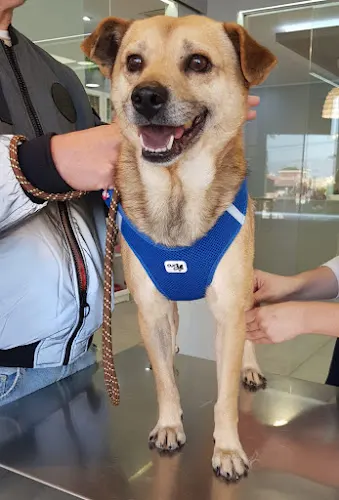 Hospital Veterinario DRL Torrevieja