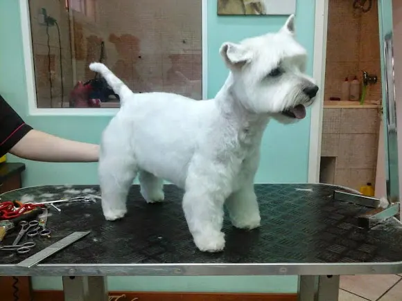 Peluquería Canina La Pantera De Rosa - Alicante