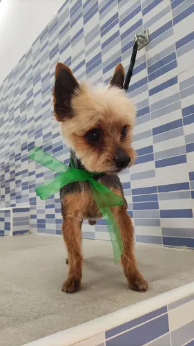 Dracaris Pet's - Alicante