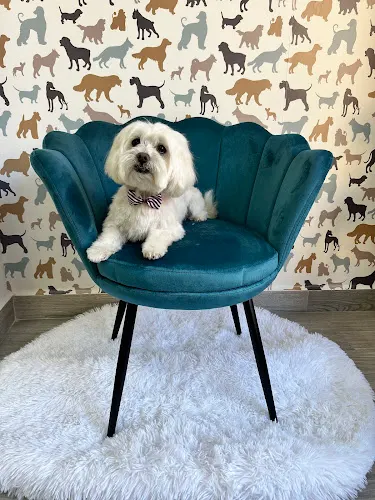 COTIUS peluquería canina - Castalla