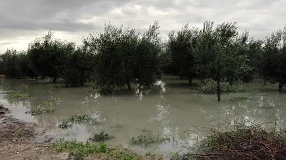 Braseria El Foches - Benejuzar