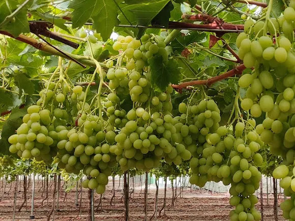 Frutas Enrique Prieto e Hijos nº 2