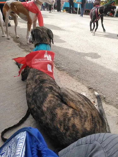 Protectora De Animales Y Plantas De Villena - Villena